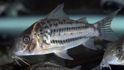Brochis (sub-clade 3) ornatus - Click for species page