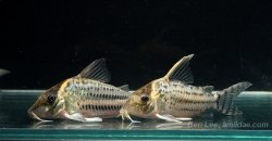 Brochis (sub-clade 3) ornatus