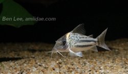 Brochis (sub-clade 3) ornatus