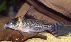 Brochis (sub-clade 3) sp. (C010) - Click for species page