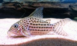 Brochis (sub-clade 3) sp. (C068) - Click for species page