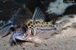 Brochis (sub-clade 3) sp. (C098) - Click for species page
