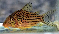 Brochis (sub-clade 3) sp. (C122) - Click for species page