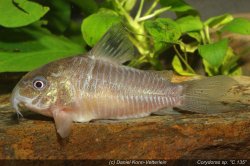Brochis (sub-clade 3) sp. (C135) - Click for species page