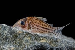 Brochis (sub-clade 3) sp. (C141) - Click for species page