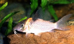 Brochis (sub-clade 3) sp. (C143) - Click for species page