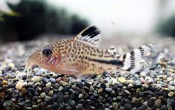 Brochis (sub-clade 3) sp. (Cw040) - Click for species page
