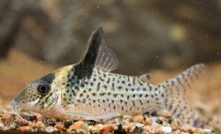 Brochis (sub-clade 3) sp. (Cw082) - Click for species page