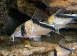 Brochis (sub-clade 3) sp. (Cw089) - Click for species page