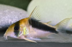 Brochis (sub-clade 3) sp. (Cw106) - Click for species page