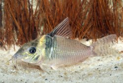 Brochis (sub-clade 3) sp. (Cw117) - Click for species page