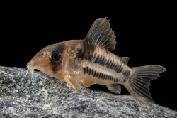 Brochis (sub-clade 3) sp. (Cw160) - Click for species page