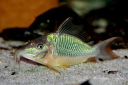 Brochis multiradiata - Click for species page