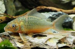 Brochis sp. (Cw136) - Click for species page