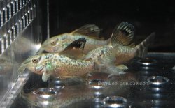 Brochis splendens