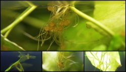 Brochis splendens