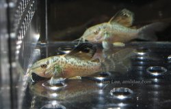 Brochis splendens