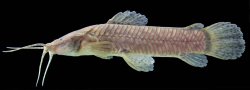 Callichthys callichthys