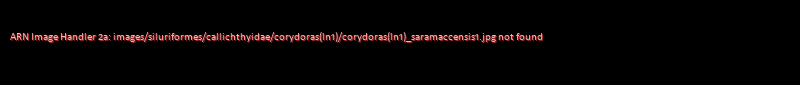 Corydoras(ln1) saramaccensis - Click for species data page