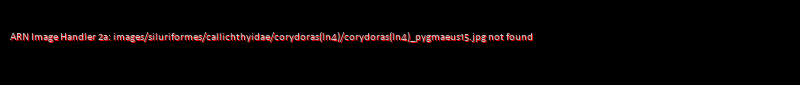 Corydoras (lineage 4) pygmaeus