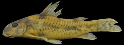 Corydoras(ln6) aff. carlae - Click for species data page