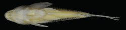 Corydoras (ln8sc4) brittoi