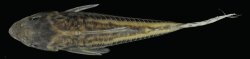 Corydoras (ln8sc4) brittoi