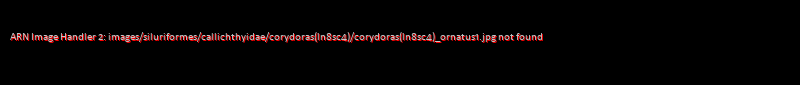 Corydoras (lineage 8 sub-clade 4) ornatus - Click for species data page