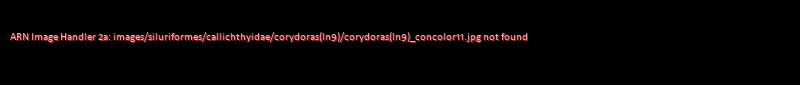 Corydoras (lineage 9) concolor