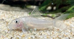 Corydoras (lineage 9) psamathos - Click for species data page