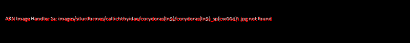 Corydoras (lineage 9) sp. (Cw004) - Click for species page