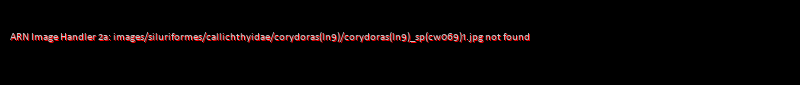 Corydoras (lineage 9) sp. (Cw069) - Click for species page