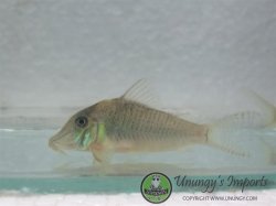 Corydoras caramater