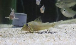 Corydoras cf. spilurus - Click for species page