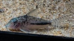 Corydoras filamentosus