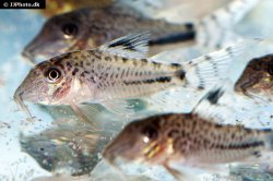 Corydoras fulleri