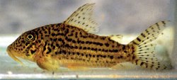 Corydoras maculifer - Click for species data page
