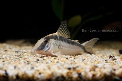 Corydoras narcissus