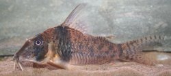 Corydoras orcesi - Click for species page