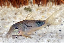 Corydoras ourastigma - Click for species page