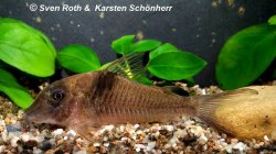 Corydoras saramaccensis