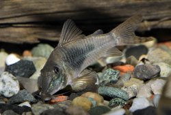 Corydoras septentrionalis