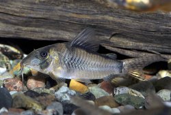 Corydoras simulatus - Click for species page