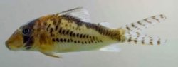 Corydoras sp. (C016) - Click for species page