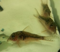 Corydoras sp. (C124) - Click for species page