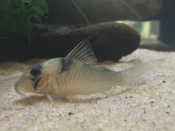 Corydoras sp. (Cw075)