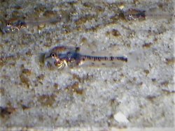 Corydoras sp. (Cw124)