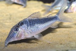 Corydoras sp. (Cw073) - Click for species page