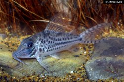 Corydoras vittatus