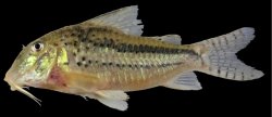 Corydoras zawadzkii - Click for species page